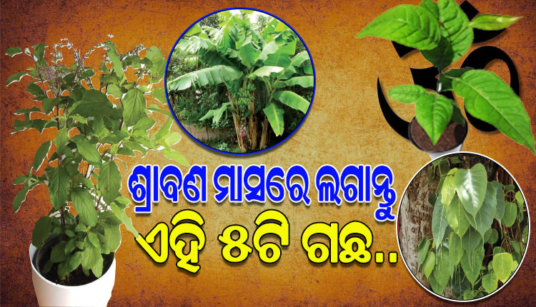 ଶ୍ରାବଣ ମାସରେ ଲଗାନ୍ତୁ ଏହି ୫ଟି ଗଛ, ପ୍ରାପ୍ତ ହେବ ଭଗବାନଙ୍କ କୃପା…