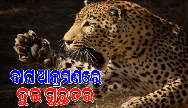 ଛେଳି ଚରାଉ ଥିବାବେଳେ ଆକ୍ରମଣ କଲା କଲରାପତରିଆ ବାଘ, ଦୁଇ ଗୁରୁତର