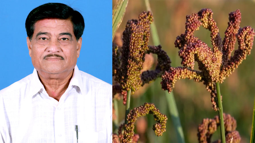 ବିହନ ପ୍ରଣାଳୀରେ ପାରମ୍ପରିକ ମାଣ୍ଡିଆର ଭୂ-ପ୍ରଜାତି ଜାରି କରିବାରେ ଦେଶର ପ୍ରଥମ ରାଜ୍ୟ ଓଡ଼ିଶା