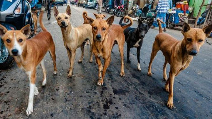 କୁକୁର ସଂଖ୍ୟାରେ ଦେଶରେ ଦ୍ୱିତୀୟ ସ୍ଥାନରେ ଓଡ଼ିଶା, କୁକୁର କାମୁଡ଼ାରେ ଦେଶରେ ୧୦ମ