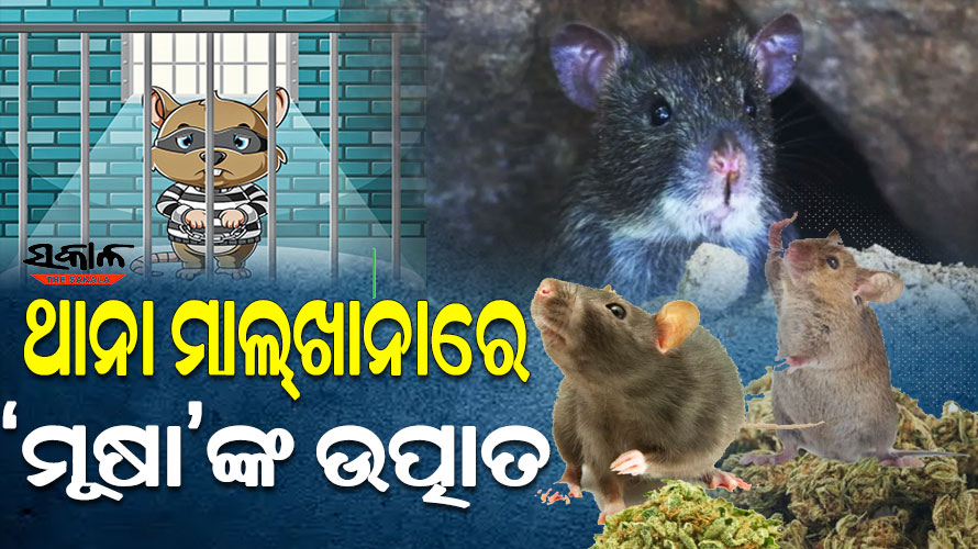 ମାଲ୍‌‌ଖାନା ପାଲଟିଛି ମୂଷାଙ୍କ ଘର : ଗଞ୍ଜେଇ ଖାଇ ବଢାଉଛନ୍ତି ନିଜ ପରିବାର, ଦଣ୍ଡ ପାଉଛନ୍ତି ଦାୟିତ୍ୱରେ ଥିବା ଅଧିକାରୀ