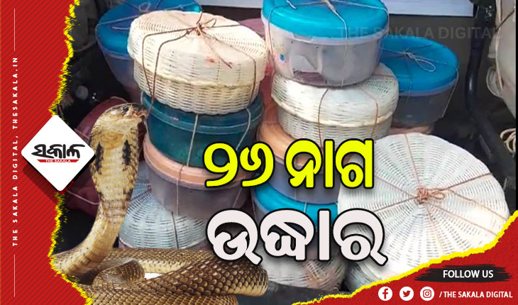 ସାପ ବିଷ ରାକେଟ୍‌ର ପର୍ଦ୍ଦାଫାସ୍‌: ୨୬ ନାଗ ସାପ ଉଦ୍ଧାର, ୩ ଗିରଫ