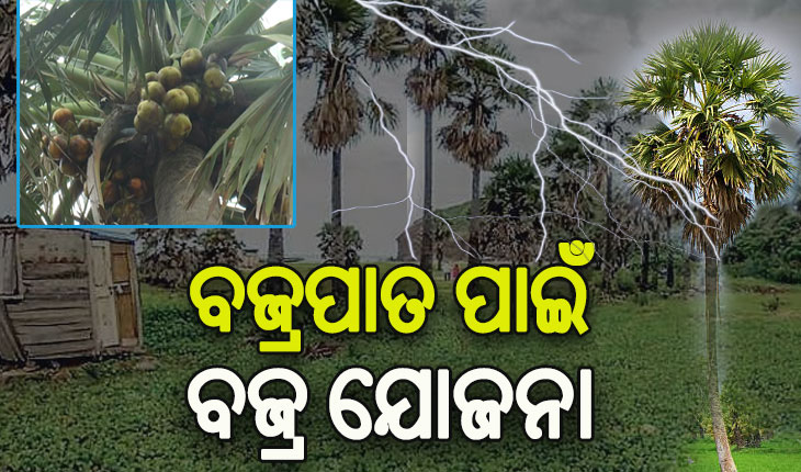 ବଜ୍ରପାତ ପାଇଁ ବଜ୍ର ଯୋଜନା: ହାତୀ ଖାଇବେ ତାଳ, ଗଛ ଦେବ ସୁରକ୍ଷା