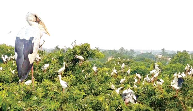 ଗେଣ୍ଡାଳିଆଙ୍କ ସୁରକ୍ଷାରେ ସାପଗଡ଼ିଆବାସୀ