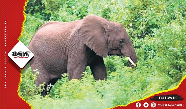 ସାତକୋଶିଆ ଅଭୟାରଣ୍ୟରେ ୨ଟି ହାତୀର ମୃତଦେହ ଠାବ