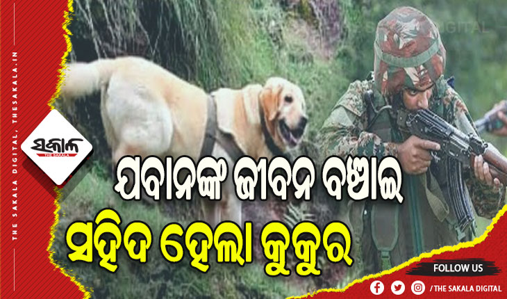 ଯବାନଙ୍କ ଜୀବନ ବଞ୍ଚାଇ ସହିଦ ହେଲା କୁକୁର