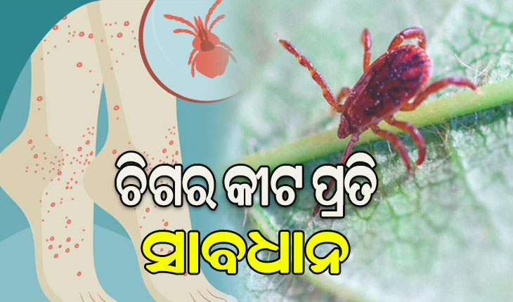 ସାବଧାନ! ମାତିଛି ସ୍କ୍ରବ ଟାଇଫସ, ଜ୍ବର ନ ଛାଡିଲେ ଯଥାଶୀଘ୍ର କରାନ୍ତୁ ପରୀକ୍ଷା