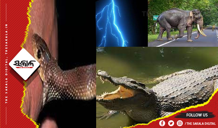 ଦୁଇ ବର୍ଷରେ ସାପ କାମୁଡାରେ ୧୩୩୬, ବଜ୍ରାଘାତରେ ୪୨୪, କୁମ୍ଭୀର ଆକ୍ରମଣରେ ୧୧ ଓ ହାତୀ ଆକ୍ରମଣରେ ୨୫୯ ଜଣଙ୍କର ମୃତ୍ୟୁ ଘଟିଛି