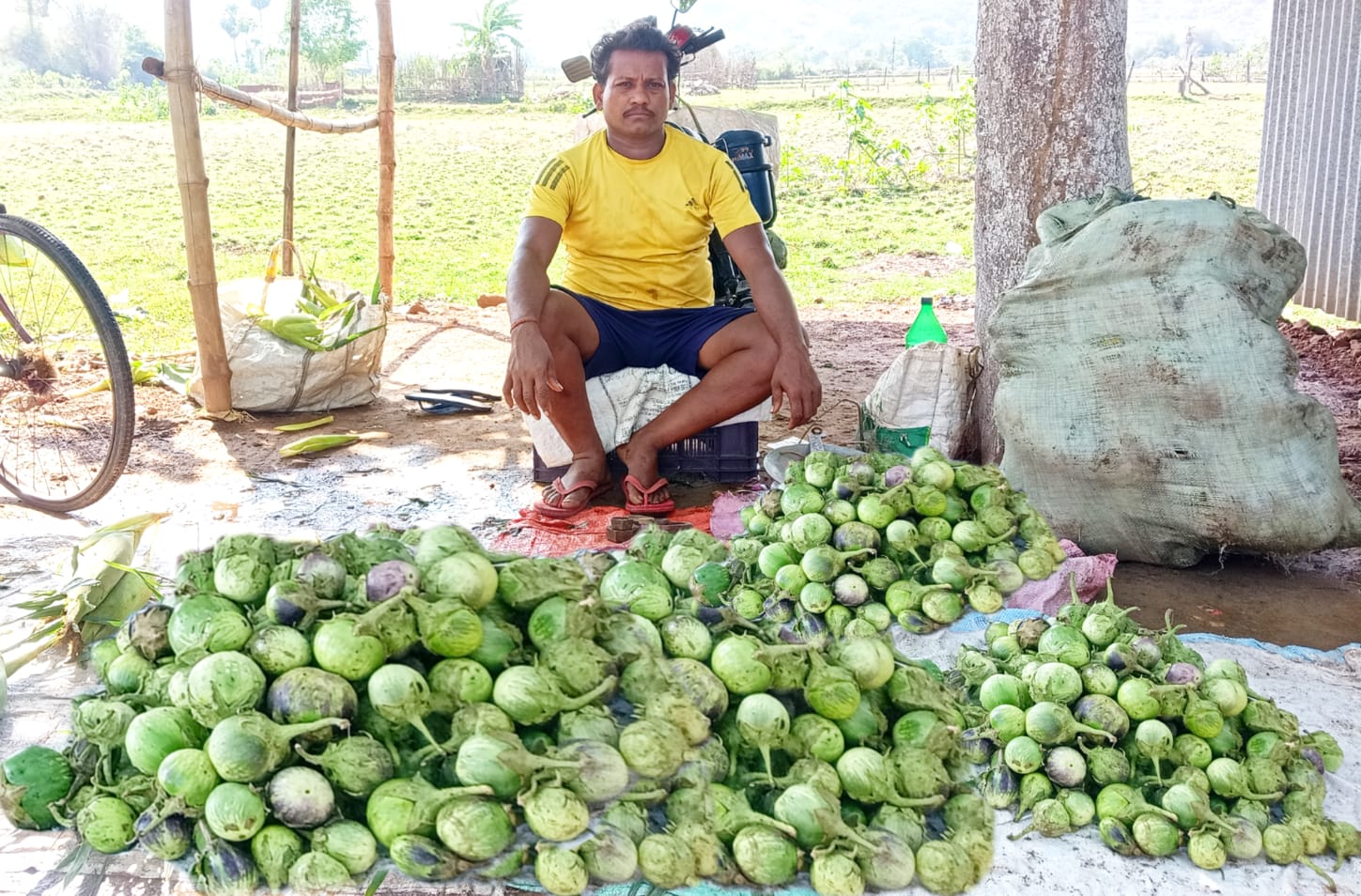 Kanteimundi brinjal gets GI tag