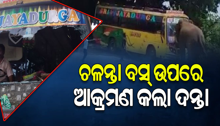 ରାସ୍ତା ଉପରେ ଯାତ୍ରୀବାହି ବସକୁ ଆକ୍ରମଣ କଲା ଦନ୍ତାହାତୀ, ଅଳ୍ପକେ ବର୍ତ୍ତିଲେ ଯାତ୍ରୀ