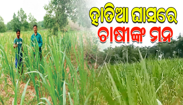 କମ୍‌‌ ପୁଞ୍ଜି ନିବେଶରେ ହାତିଆ ଘାସ ଚାଷ କରି ଆର୍ଥିକ ଲାଭବାନ ହେଉଛନ୍ତି ଜଳେଶ୍ୱର ଅଞ୍ଚଳର ବହୁ ଚାଷୀ