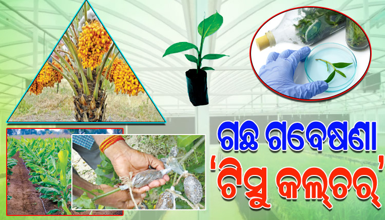 ବଢ଼଼ୁଛି ଟିସୁ କଲ୍‌‌ଚର୍‌‌ର ଆଦର; କମ୍‌‌ ସମୟ ଓ କମ୍‌‌ ପରିଶ୍ରମରେ ଅଧିକ ଲାଭବାନ୍‌‌ ହେଉଛନ୍ତି ଚାଷୀ