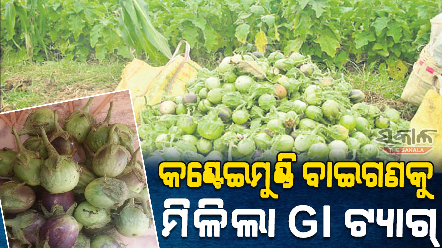 ନୟାଗଡ଼‘ର କଣ୍ଟେଇମୁଣ୍ଡି ବାଇଗଣକୁ ମିଳିଲା ଜିଆଇ ଟ୍ୟାଗ୍‌