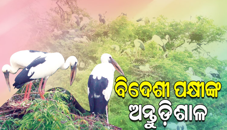 ବିଦେଶୀ ପକ୍ଷୀଙ୍କ ଅନ୍ତୁଡ଼ିଶାଳ ପାଲଟିଛି ବରଗଡ଼ ଜିଲ୍ଳାର ଏହିସବୁ ଗାଁ…