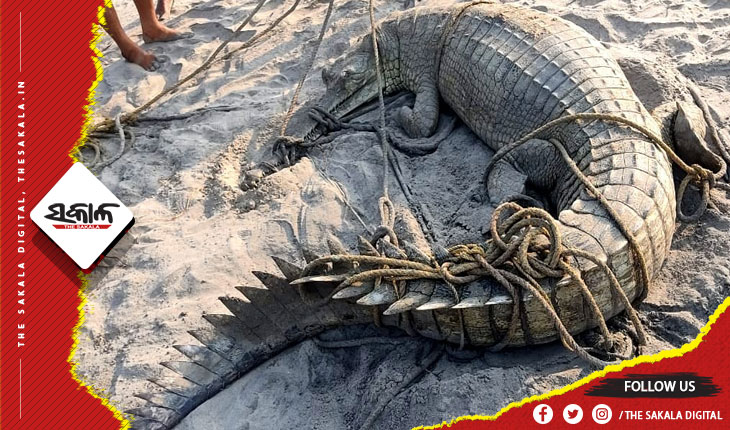 ଭୋଗରାଇ ସମୁଦ୍ର କୂଳରୁ ୧୩ ଫୁଟର ଘଡିଆଳ କୁମ୍ଭୀର ଉଦ୍ଧାର