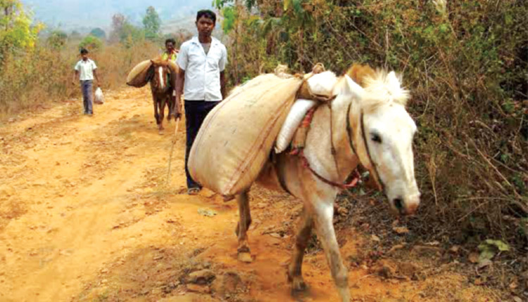 ଆଗାମୀକାଲି ପାଇଁ ପରିଚୟ ଖୋଜୁଛନ୍ତି ମାଲକାନଗିରି ଜିଲ୍ଲାର ଛୋଟ ଲାଞ୍ଜିଆ ଘୋଡ଼ା