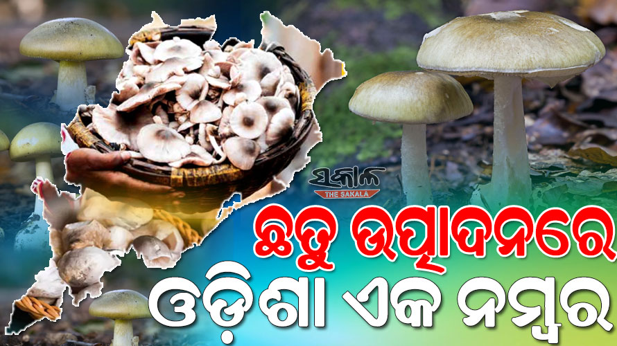 ଛତୁ ଚାଷକୁ ରାଜ୍ୟ ସରକାରଙ୍କ ଗୁରୁତ୍ବ : ୨୦୨୩-୨୭ ପର୍ଯ୍ୟନ୍ତ ୫ ବର୍ଷ ପାଇଁ ଛତୁ ମିଶନରେ ଖର୍ଚ୍ଚ ହେବ ୩୨୮ କୋଟି ୮୮ ଲକ୍ଷ