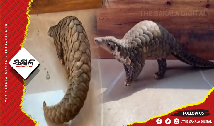 ବଜ୍ରକାପ୍ତା ଚୋରା ଚାଲାଣ ବେଳେ ମାଡି ବସିଲା STF: ଜୀବନ୍ତ ବଜ୍ରକାପ୍ତା ଉଦ୍ଧାର, ଜଣେ ଗିରଫ