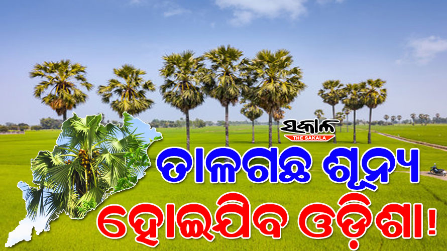 ଓଡ଼ିଶାରୁ ତାଳ ଗଛ କାଟି ନେଉଛି ତାମିଲ୍‌ନାଡ଼ୁ, କଟକଣା ନ ଥିବାରୁ ସୁହାଉଛି ପରିବହନ ବ୍ୟବସ୍ଥା