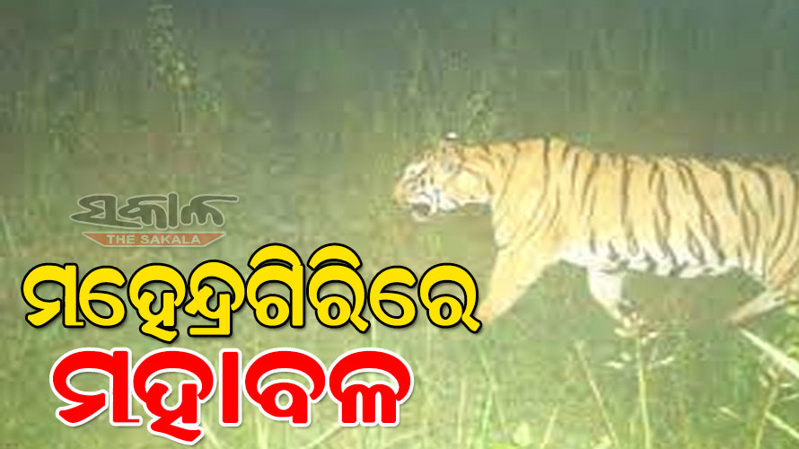 ଗଜପତିରେ ମହାବଳ : କ୍ୟାମେରା ଟ୍ରାପ୍‌ରୁ ସ୍ପଷ୍ଟ ହେଲା ଚିତ୍ର, ୩ଦିନ ତଳେ ଗାଈକୁ  ମାରି ଖାଇଥିଲା