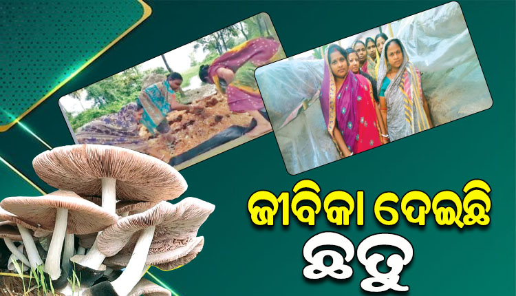 ମିଶନଶକ୍ତି ଜରିଆରେ ଛତୁଚାଷ କରି ସାମାଜିକ ଓ ଅର୍ଥନୈତିକ ସ୍ତରରେ ସଶକ୍ତ ହୋଇପାରିଛନ୍ତି ବାଗଦା ଗ୍ରାମର ୧୩୫ ମହିଳା