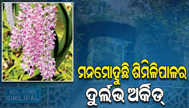 ମନମୋହୁଛି ଶିମିଳିପାଳର ଦୁର୍ଲଭ ଅର୍କିଡ୍‌, ୨ ପ୍ରଜାତି ଅର୍କିଡ୍‌ ଭାରତରେ କେବଳ ଏଇଠି ଫୁଟେ