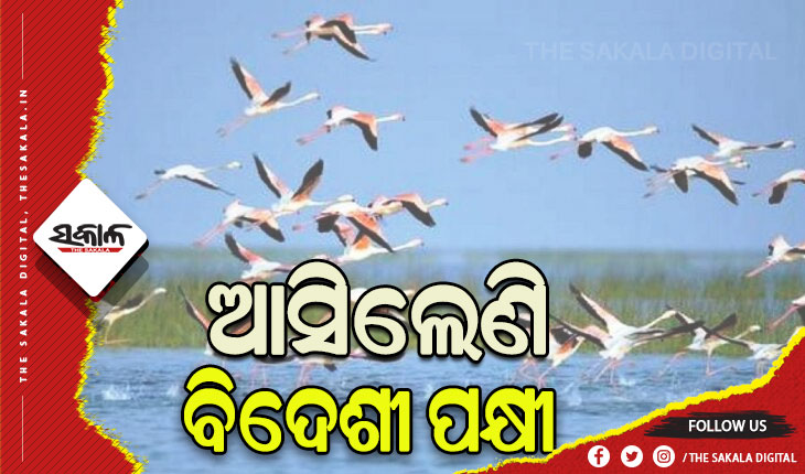 ଚିଲିକାକୁ ବିଦେଶୀ ପକ୍ଷୀଙ୍କ ଆଗମନ, ଆସିଲେଣି ୭୭ ପ୍ରଜାତିର ୭୪ ହଜାରରୁ ଉର୍ଦ୍ଧ୍ବ ବିଦେଶାଗତ ପକ୍ଷୀ