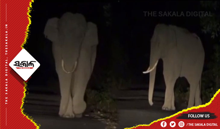 ବାଙ୍କୀ-କଟକ ମୁଖ୍ୟ ରାସ୍ତାରେ ୧୭ ଟିକିଆ ହାତୀପଲ, ଯାତାୟାତ ବାଧାପ୍ରାପ୍ତ