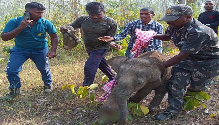 ଆହତ ହାତୀଛୁଆର ହେଲା ପ୍ରାଥମିକ ଚିକିତ୍ସା, ଅଧିକ ଚିକିତ୍ସା ପାଇଁ ଓୟୁଏଟି କିମ୍ବା ନନ୍ଦନକାନନ ହୋଇପାରେ ସ୍ଥାନାନ୍ତର