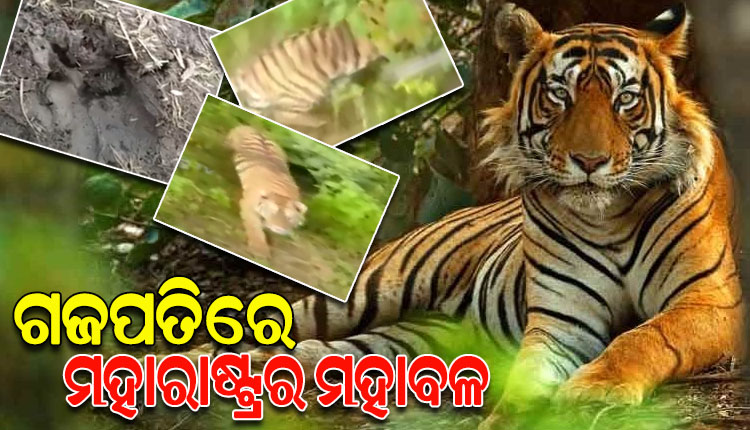 ଗଜପତିରେ ବୁଲୁଛି ମହାରାଷ୍ଟ୍ରର ବାଘ, ୪ଟି ରାଜ୍ୟ ଡେଇଁ ଓଡ଼ିଶା ଆସିଛି ମହାବଳ