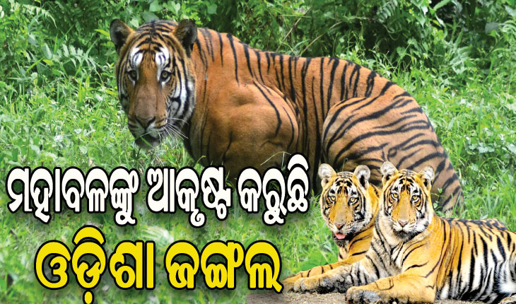 ଛତିଶଗଡ଼ ଓ ଆନ୍ଧ୍ର ବାଘ ଏବେ ଓଡ଼ିଶା ମୁହାଁ, ଆସୁଥିବା ବାଘଙ୍କ ସୁରକ୍ଷା ବନ ବିଭାଗ ପାଇଁ ଆହ୍ୱାନ