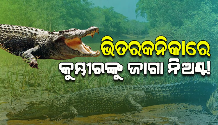 ‘ଭିତରକନିକା’‌‌ରେ କୁମ୍ଭୀରଙ୍କ ପାଇଁ ପଡ଼ିଲାଣି ଜାଗା ନିଅଣ୍ଟ! ଅଭୟାରଣ୍ୟ ସୀମା ଡେଇଁ ବାହାରକୁ ଚାଲି ଯାଉଛନ୍ତି