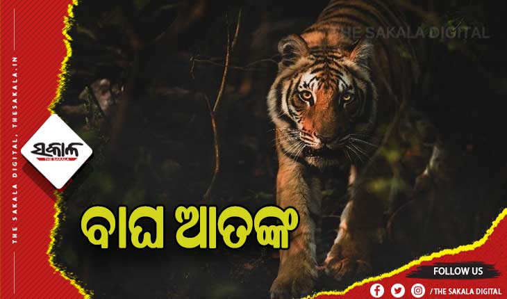 ସାବଧାନ, ଗାଁ ନିକଟରେ ବୁଲୁଛି ବାଘ ! କେନ୍ଦୁଝର ଆନନ୍ଦପୁର ପଞ୍ଚୁପଲ୍ଲୀରେ ବାଘ ବୁଲୁଥିବାର ଭିଡିଓ ଭାଇରାଲ