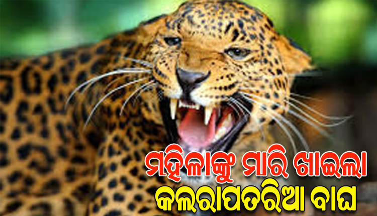 ନୂଆପଡ଼ାରେ ବାଘ ଆତଙ୍କ; ନାବାଳକ ପରେ ଆଜି ପୁଣି ଜଣେ ମହିଳାଙ୍କୁ ମାରି ଖାଇଲା କଲରାପତରିଆ ବାଘ