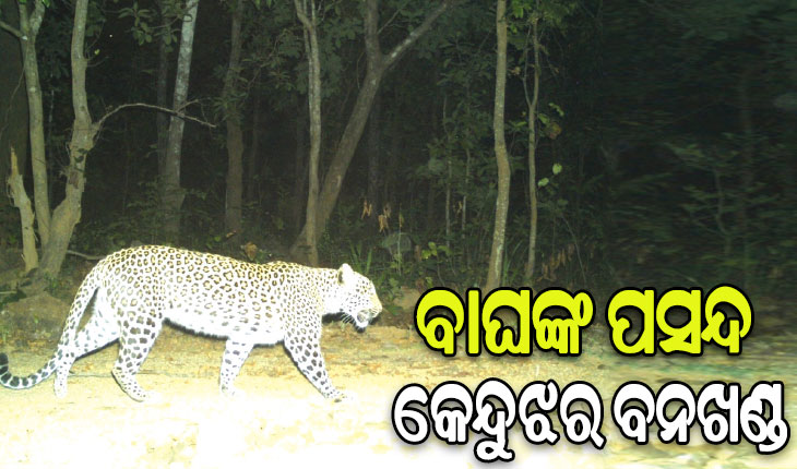 ବାଘଙ୍କ ପସନ୍ଦ କେନ୍ଦୁଝର ବନଖଣ୍ଡ: ଚିହ୍ନଟ ହେଲେଣି ୧ ମହାବଳ, ୧୫ରୁ ଊର୍ଦ୍ଧ୍ବ କଲରାପତରିଆ