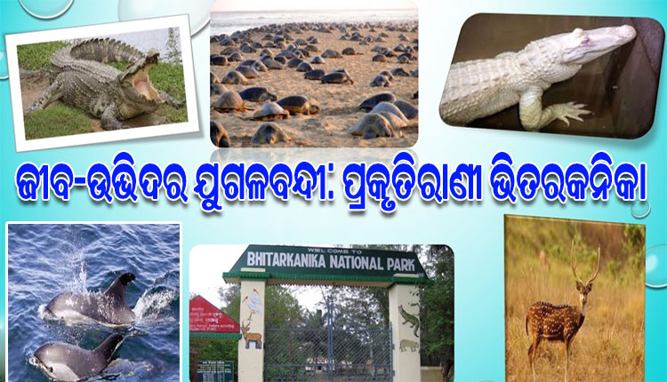 ଜୈବ ବିବିଧତାର ହଟ୍‌ସ୍ପଟ ଭିତରକନିକା: ପର୍ଯ୍ୟଟକଙ୍କୁ ଆକୃଷ୍ଟ କରିବା ସହ ପ୍ରାକୃତିକ ଭାରସାମ୍ୟ ରକ୍ଷା କରିବାରେ ପ୍ରମୁଖ ଭୂମିକା ଗ୍ରହଣ କରୁଛି