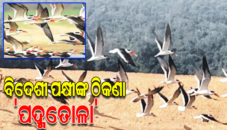 ବିଦେଶୀ ପକ୍ଷୀଙ୍କ ଠିକଣା ପାଲଟିଛି କୁସଙ୍ଗ ମହାନଦୀ ବନ୍ୟପ୍ରାଣୀ ଦୁର୍ଗମ ଅଭୟାରଣ୍ୟ ଅଞ୍ଚଳ ‘ପଦ୍ମତୋଳା’