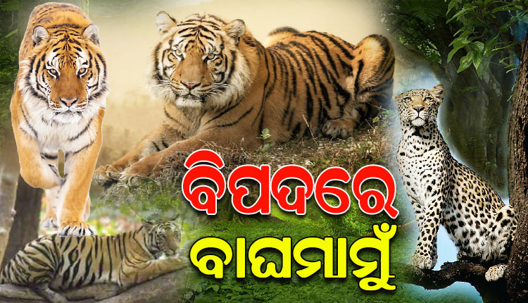 ସଙ୍କଟରେ ଜଙ୍ଗଲରାଜା ! ତସ୍କରଙ୍କ ପାଇଁ ଓଡିଶାରୁ ହ୍ରାସ ପାଉଛି ବାଘସଂଖ୍ୟା