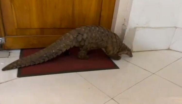 ବଜ୍ରକାପ୍ତା ଚୋରା ଚାଲାଣ ପାଇଁ ଚାଲିଥିଲା ଡିଲ୍, ମାଡିବସିଲା ଏସଟିଏଫ୍; ୨ ଗିରଫ