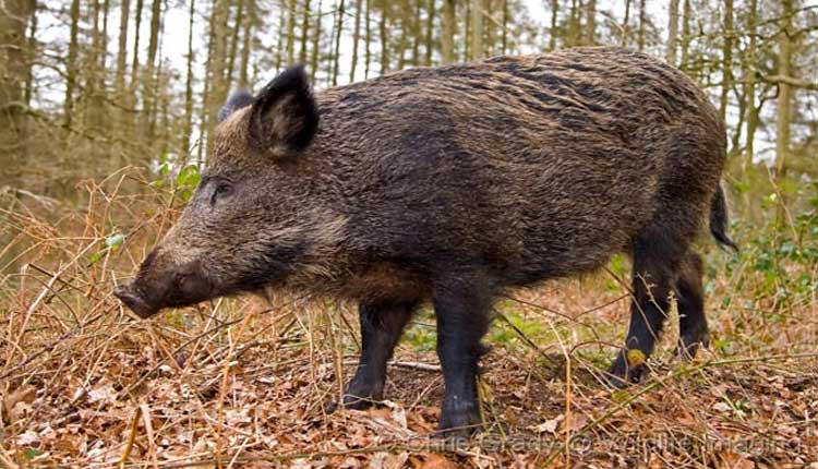 ବାରାହା ଫାସରେ ପଡି ଦୁଇ ନାବାଳକଙ୍କ ମୃତ୍ୟୁ