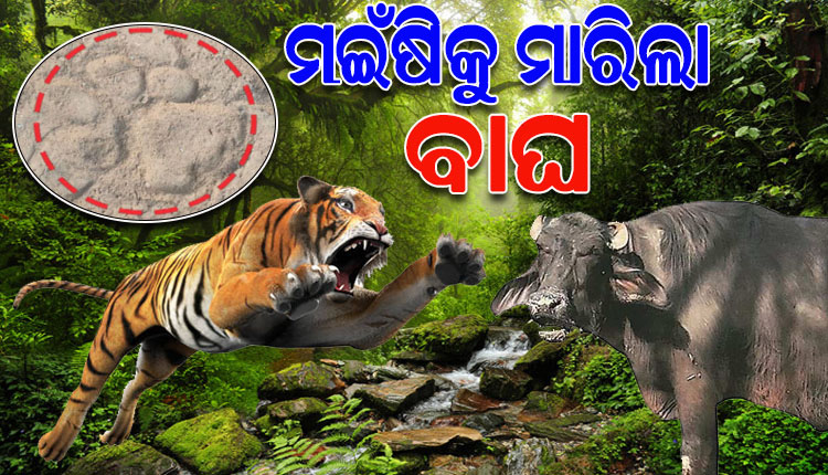 ମୁନିଗୁଡ଼ା ରେଞ୍ଜରେ ମହାରାଷ୍ଟ୍ର ବାଘର ଆତଙ୍କ, ମଇଁଷି ଛୁଆକୁ ଖାଇଗଲା ମହାବଳ ବାଘ