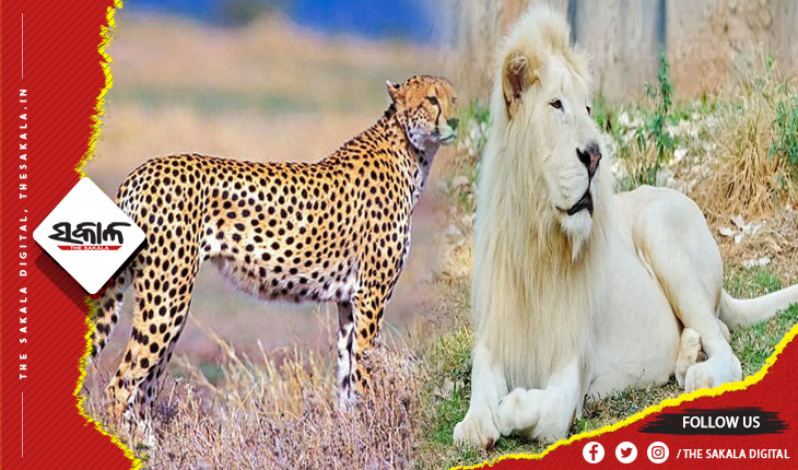 ନୂଆବର୍ଷରେ ନନ୍ଦନକାନନ ଚିଡ଼ିଆଖାନା ପାଇବ ନୂଆ ଅତିଥି