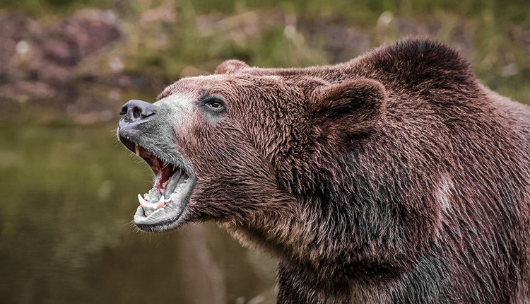 ଶୌଚ ପାଇଁ ଯିବାବେଳେ ଭାଲୁ ଆକ୍ରମଣରେ ଠିକାଦାରଙ୍କ ମୃତ୍ୟୁ