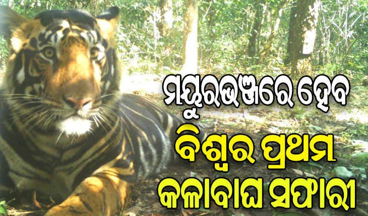 ଶିମିଳିପାଳ ଅଭୟାରଣ୍ୟରେ ହେବ ବିଶ୍ବର ପ୍ରଥମ କଳାବାଘ ସଫାରୀ