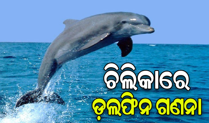 ଚିଲିକାରେ ଚାଲିଛି ଡ଼ଲଫିନ ଗଣନା, ୧୮ଟି ଟିମ୍ ନିୟୋଜିତ