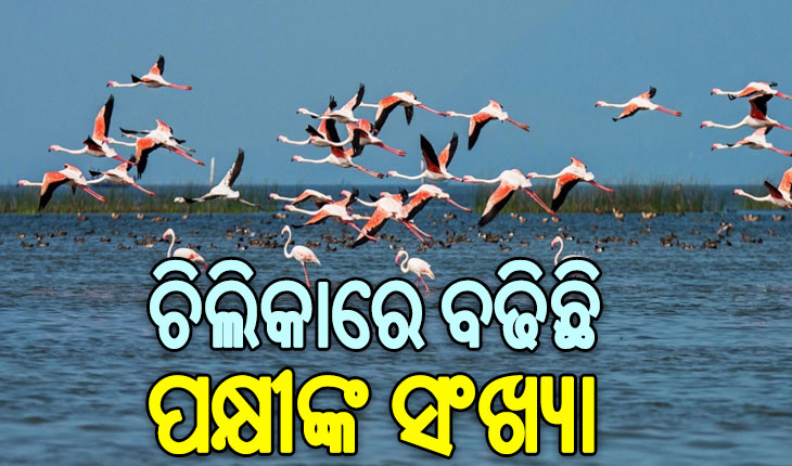 ସରିଲା ଚିଲିକାରେ ପକ୍ଷୀ ଗଣନା: ଚଳିତ ବର୍ଷ ୧୮୯ ପ୍ରଜାତିର ୧୧ ଲକ୍ଷ ୩୭ ହଜାର ୭୫୯ ପକ୍ଷୀଙ୍କ ଆଗମନ