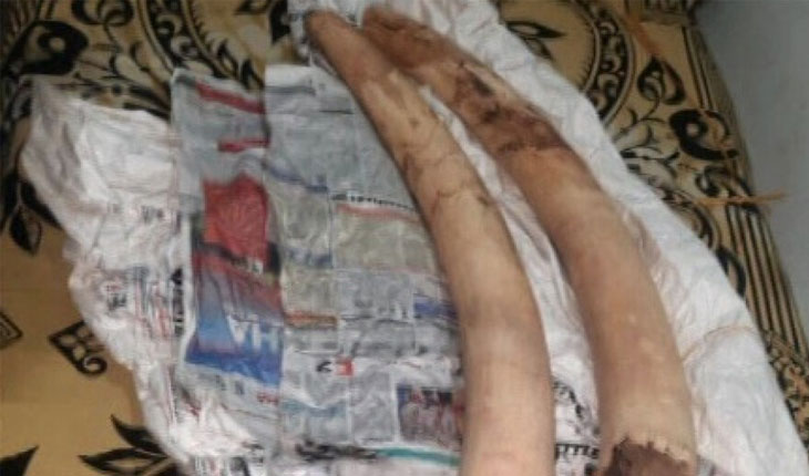 ହାତୀଦାନ୍ତ ଡିଲ ବେଳେ ମାଡ଼ିବସିଲା ବନ ବିଭାଗ, ୩ ଗିରଫ