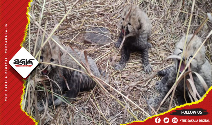 କୁନୋ ଜାତୀୟ ଉଦ୍ୟାନରୁ ଆସିଲା ଖୁସି ଖବର: ୩ ଶାବକଙ୍କୁ ଜନ୍ମ ଦେଲା ନାମିବ୍ୟାରୁ ଅଣାଯାଇଥିବା ଚିତା ଆଶା