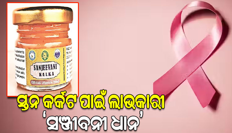 କୃଷି ବିଶ୍ବବିଦ୍ୟାଳୟ ଦ୍ବାରା ପ୍ରସ୍ତୁତ: ସ୍ତନ କର୍କଟ ପାଇଁ ଲାଭକାରୀ ‘ସଞ୍ଜୀବନୀ ଧାନ’