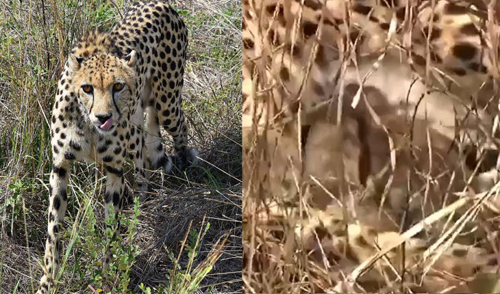 କୁନୋ ଜାତୀୟ ଉଦ୍ୟାନରୁ ଆସିଲା ଖୁସି ଖବର: ୩ ଶାବକଙ୍କୁ ଜନ୍ମ ଦେଲା ନାମିବ୍ୟାରୁ ଅଣାଯାଇଥିବା ଚିତା ‘ଜ୍ୱାଳା’